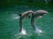 delfínci.jpg